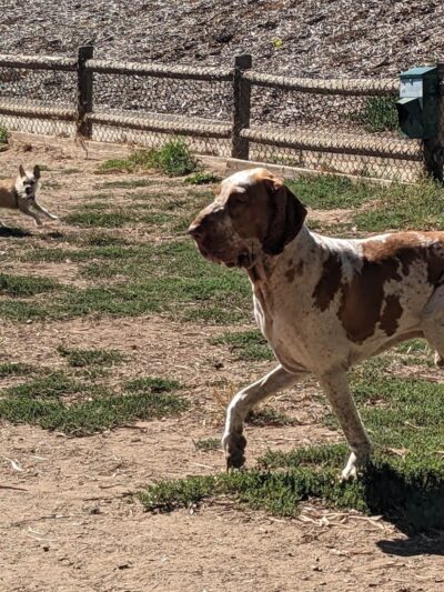 Tabano Hollow Open Space - Santa Barbara, CA
