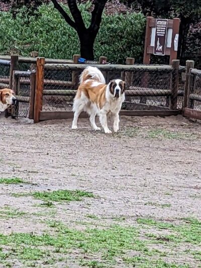 Tabano Hollow Open Space - Santa Barbara, CA
