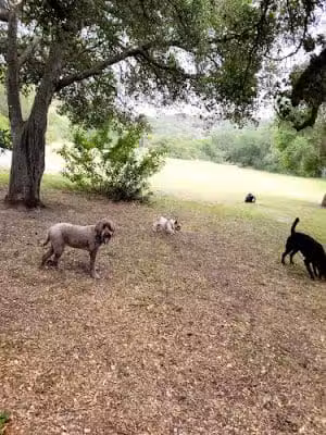 Toro Canyon Park - Santa Barbara, CA