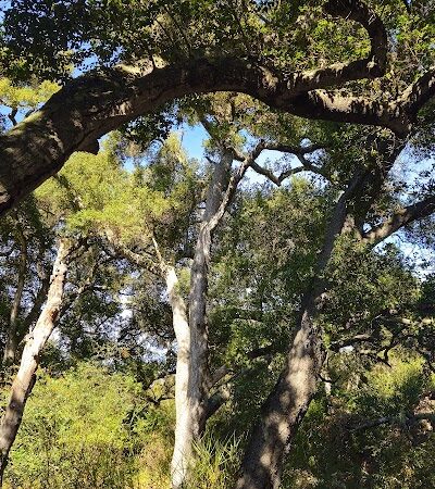 Toro Canyon Park - Santa Barbara, CA