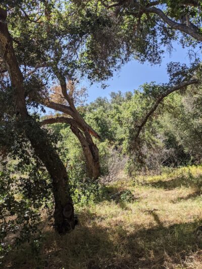 Tuckers Grove Park - Santa Barbara, CA