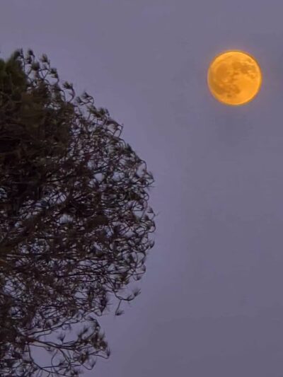 Elings Park - Santa Barbara, CA