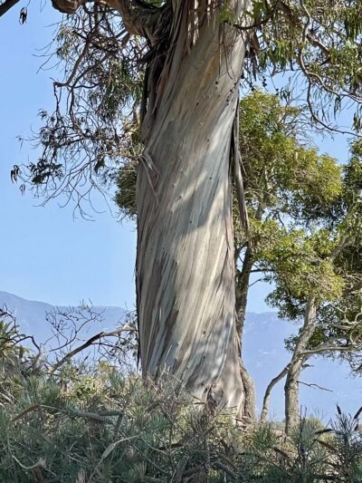 Shoreline Park - Santa Barbara, CA
