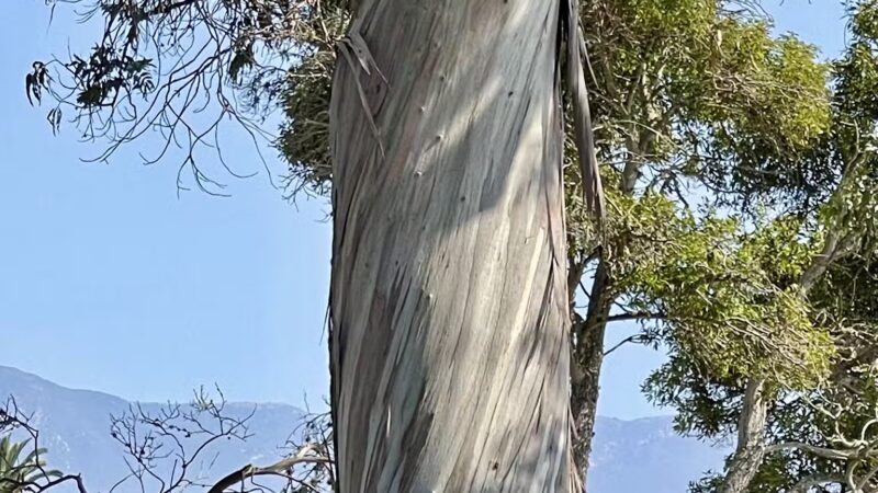 Shoreline Park - Santa Barbara, CA