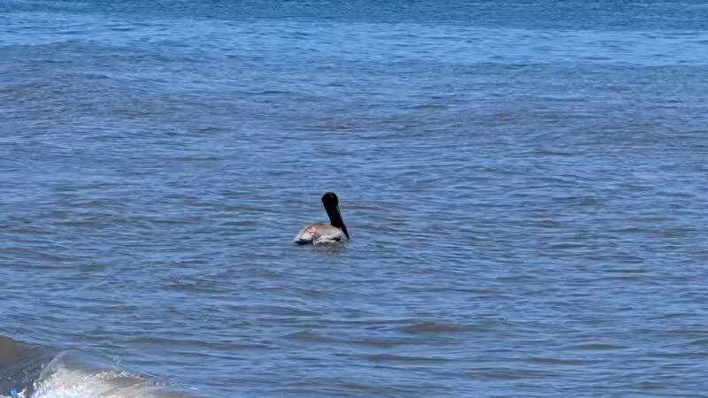 Shoreline Park - Santa Barbara, CA
