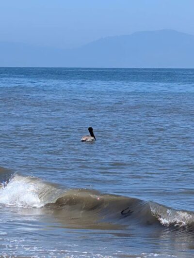 Shoreline Park - Santa Barbara, CA