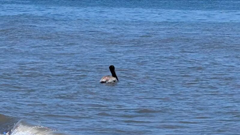 Shoreline Park - Santa Barbara, CA