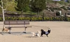 Golden Valley Park - Santa Clarita, CA