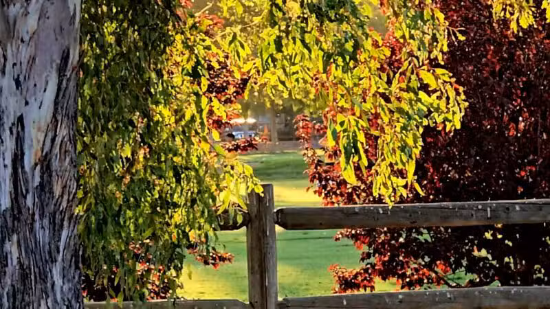 Central Park - Santa Clarita, CA