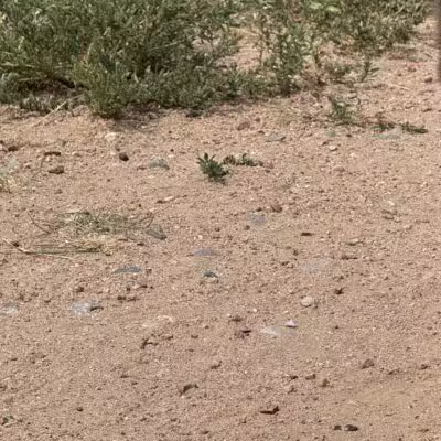 Frank S Ortiz Dog Park - Santa Fe, NM