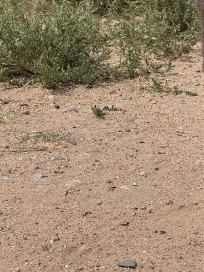 Frank S Ortiz Dog Park - Santa Fe, NM