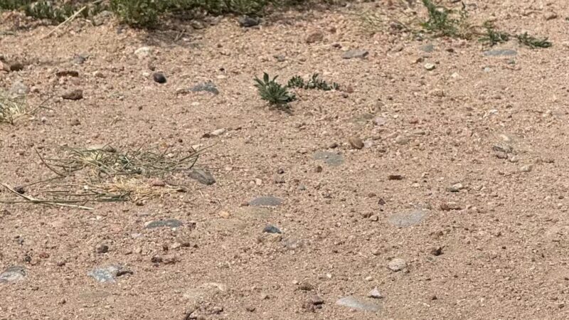 Frank S Ortiz Dog Park - Santa Fe, NM