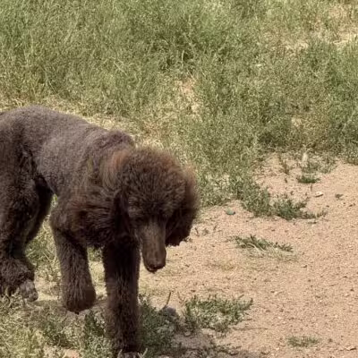 Frank S Ortiz Dog Park - Santa Fe, NM