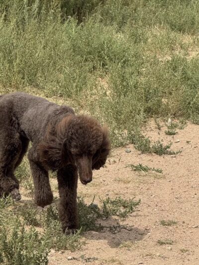 Frank S Ortiz Dog Park - Santa Fe, NM