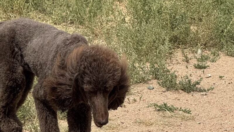 Frank S Ortiz Dog Park - Santa Fe, NM