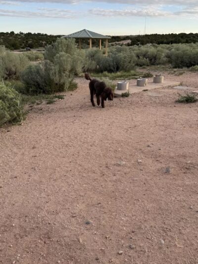 Frank S Ortiz Dog Park - Santa Fe, NM