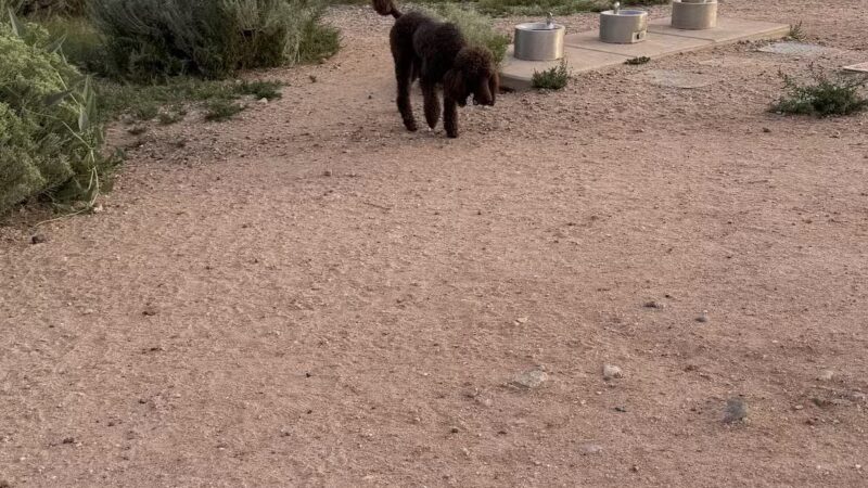 Frank S Ortiz Dog Park - Santa Fe, NM