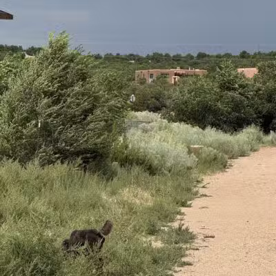 Frank S Ortiz Dog Park - Santa Fe, NM