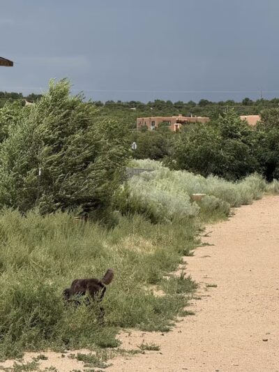 Frank S Ortiz Dog Park - Santa Fe, NM