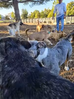 Coffey Park Dog Park - Santa Rosa, CA