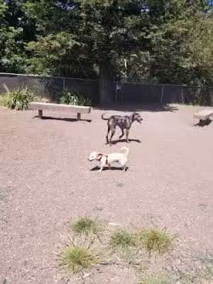Hilliard Comstock Northwest Community Dog Park - Santa Rosa, CA