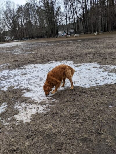 Saratoga Springs Dog Park - Saratoga Springs, NY