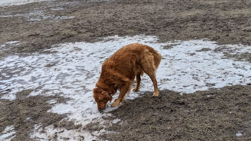 Saratoga Springs Dog Park - Saratoga Springs, NY