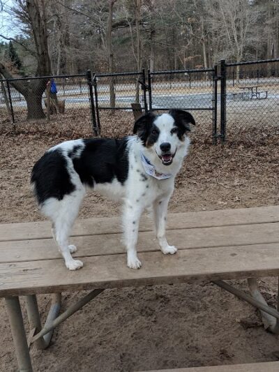 Saratoga Springs Dog Park - Saratoga Springs, NY