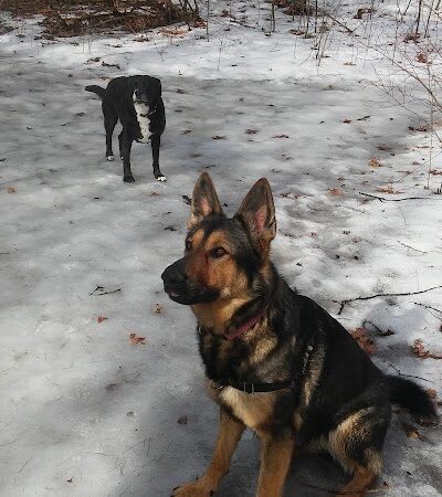 Saratoga Springs Dog Park - Saratoga Springs, NY