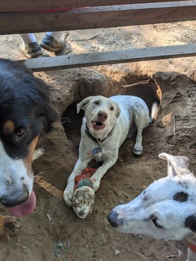 Saratoga Springs Dog Park - Saratoga Springs, NY