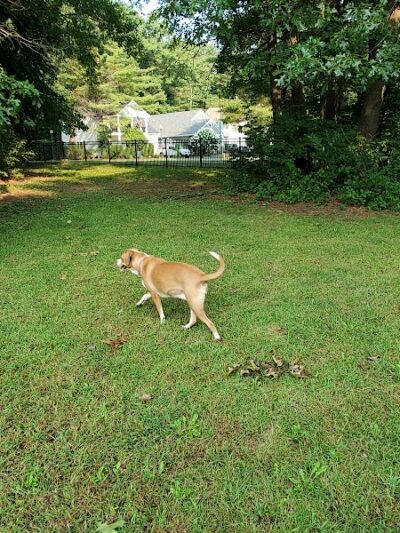 Saratoga Springs Dog Park - Saratoga Springs, NY