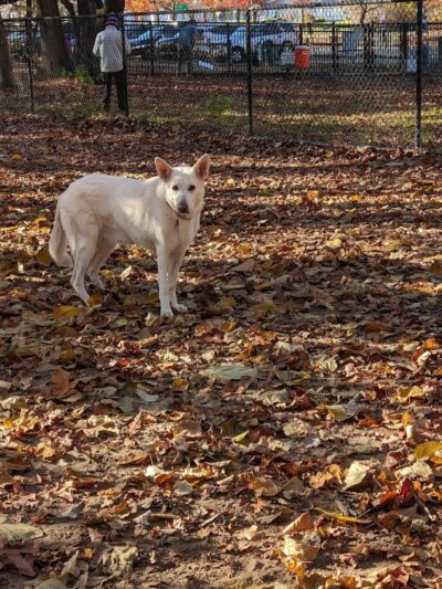 Saratoga Springs Dog Park - Saratoga Springs, NY