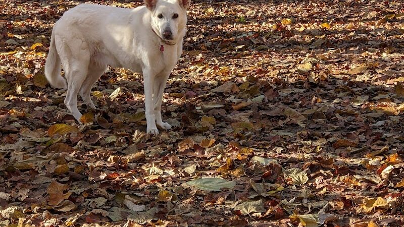 Saratoga Springs Dog Park - Saratoga Springs, NY