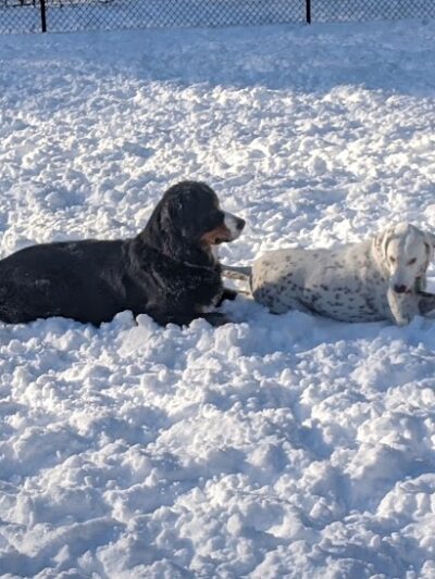 Saratoga Springs Dog Park - Saratoga Springs, NY