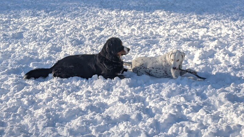 Saratoga Springs Dog Park - Saratoga Springs, NY