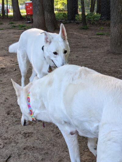 Saratoga Springs Dog Park - Saratoga Springs, NY