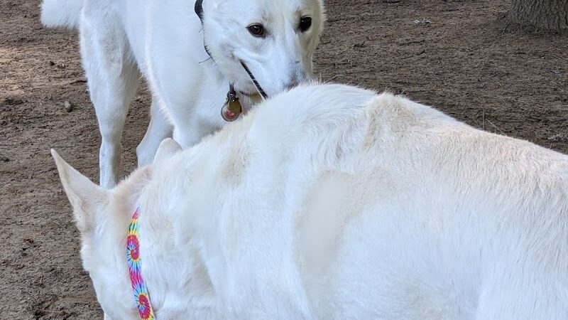 Saratoga Springs Dog Park - Saratoga Springs, NY