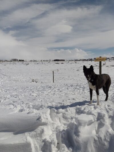 Saratoga dog park - Saratoga, WY