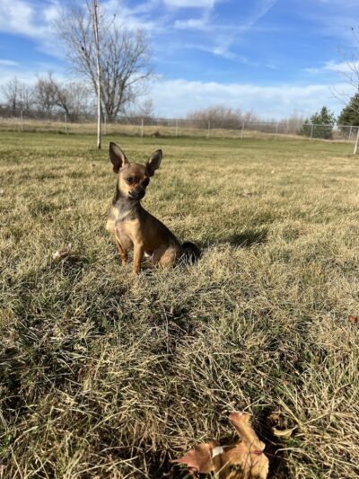 Sartell Dog Park - Sartell, MN