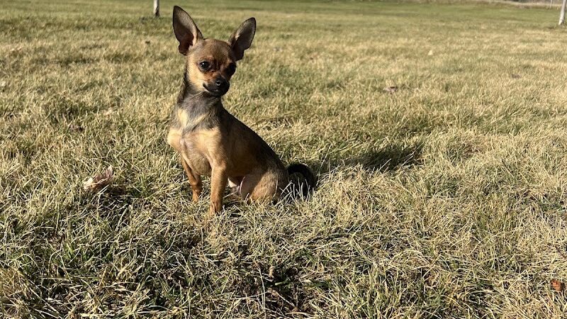 Sartell Dog Park - Sartell, MN
