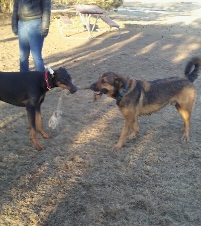 Sartell Dog Park - Sartell, MN
