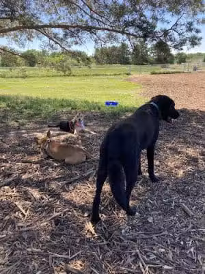 Sartell Dog Park - Sartell, MN