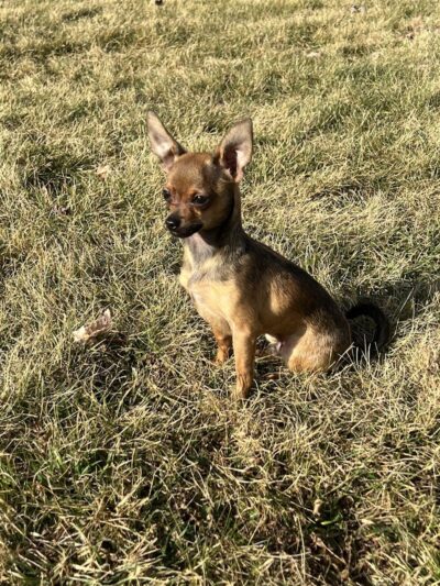 Sartell Dog Park - Sartell, MN