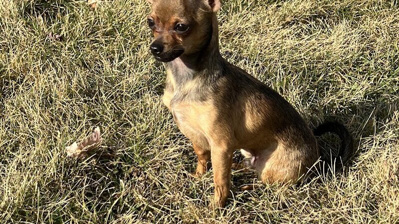 Sartell Dog Park - Sartell, MN