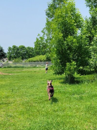 Sartell Dog Park - Sartell, MN