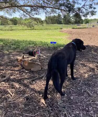 Sartell Dog Park - Sartell, MN