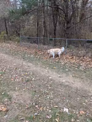 Tails n' Trails Dog Park - Saugatuck, MI