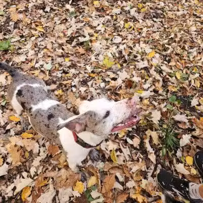 Tails n' Trails Dog Park - Saugatuck, MI
