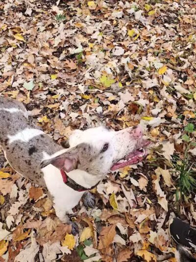 Tails n' Trails Dog Park - Saugatuck, MI