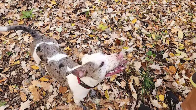 Tails n' Trails Dog Park - Saugatuck, MI